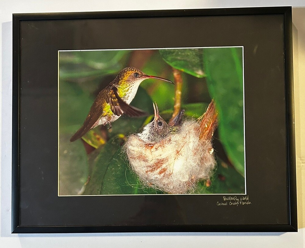 Hummingbird & Baby Chick In Nest Photograph Framed Matted 14×11” Butterfly World