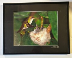 Hummingbird & Baby Chick In Nest Photograph Framed Matted 14×11” Butterfly World