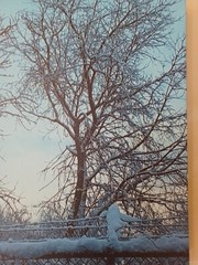 Original Photo Canvas Print. Titled «Winter Morning.» 16×20 Inches.