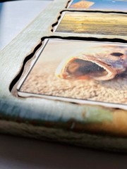 Custom wood Piranha beach photography art home deco by Steve Harris