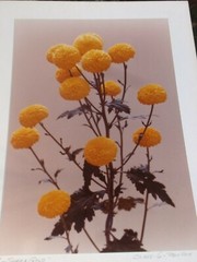 LOT 3 ORIGINAL COLOR PHOTOGRAPHS OF PLANTS FLOWERS SPECIES 14.5 X 10.25 INCHES