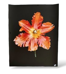 Peter Arnold photograph Orange Tulip Flower