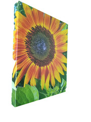 Autumn Beauty Sunflower On Canvas. 11×14 Photo print. Unframed, ready to hang