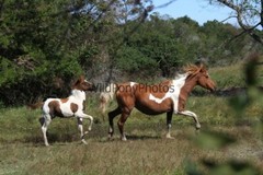 Chincoteague Pony Photo -Mares & Foals- Pick One Image -Various Sizes