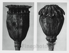 1929 Original Vintage KARL BLOSSFELDT Botanical Plant Flower Abstract Photo Art