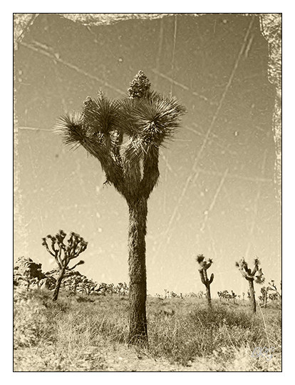 Joshua Tree Sepia 12″ x 16″ Fine Art Print Vintage Style