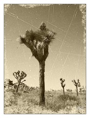 Joshua Tree Sepia 12″ x 16″ Fine Art Print Vintage Style