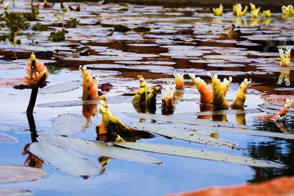 Pond Plants in Mission San Juan Capistrano 18” x 12”