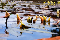 Pond Plants in Mission San Juan Capistrano 18” x 12”