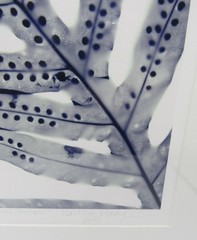 Signed Martha Madigan Lihue Fern photograph botanical photogram 16×19” framed