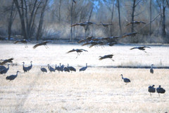 Sandhill Cranes Signed Photograph by John Savage Dbl Matted 16×20 Frame