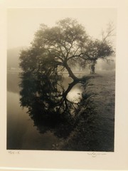 WILLIAM GUION Leaning Oak & Reflection 1990 Signed & Numbered 2/25