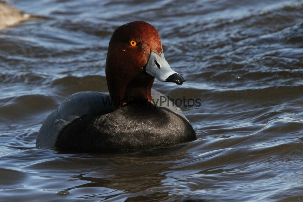 RedHead Duck Photo, Pick One Image – Various Sizes