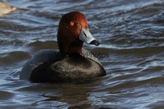 RedHead Duck Photo, Pick One Image – Various Sizes