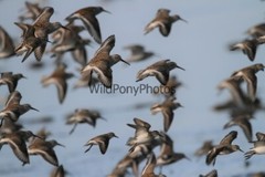 Dunlin Photo 1, Pick One Image – Various Sizes