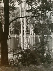 TREES WATER LARGE ORIGINAL SIGNED ART PHOTO B&W STETTNER VTG MATTE NJ CAMERA