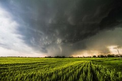 Storm Photography Print – Tornado Emerging from Rain Over Wheat Field in Kansas