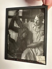 Five Vintage Zoological Monkey Studies on Glass Plate, Photo TE1199