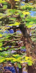 David Harrison Digital Photography Acrylic Art Chicago Botanic Garden Bonsai ’17