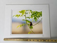 Photograph RUFOUS HUMMINGBIRD AT SUNRISE Double matted Limited Edition 7/250 COA