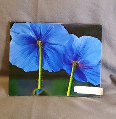 Himalayan Blue Poppy Flowers Wood Original Prints 8X10