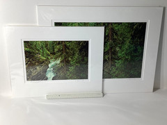 Fine Art Photograph Forest of Dreams Canadian Rockies Landscape Signed & Matted