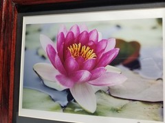 Lotus Flower Signed Photograph On Metallic Paper in Custom Hand Made Oak Frame