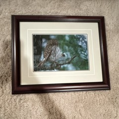 Thomas Mangelsen “Owl” signed numbered framed color photo