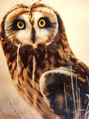 Warren Magill «Short Earred Owl» LTD ED Signed Color Photograph