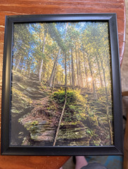 Framed Color Photograph Print Sunlight Through Forest Trees Portrait Landscape