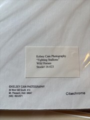 Kelsey Cain Photograph “Fighting Stallions” #146
