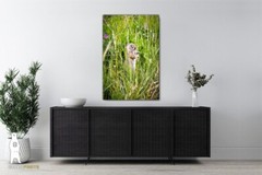 Ground Squirrel – Wildlife Fine Art Photography Prints