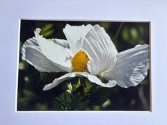 Art Gallery Photograph of Matilija Poppy Flower 5×7 Glossy Photo in 8×10 Matte
