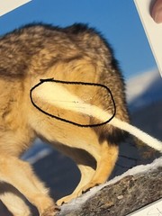 Photograph Signed By Award Winning Stephen W. Oachs LOBO TIMBER WOLF Wildlife