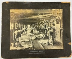 ANTIQUE AGRICULTURAL SHEARING SHEEP.SOUTH WALES, AUSTRALIA. TONED SILVER PRINT.