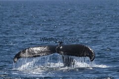 Whales or Dolphins Photo, Pick One Image – Various Sizes