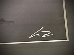 SAILFISH Baitball Signed Chris Doherty 5×7 B/W Photo | Matted & Framed 16.5×13.5