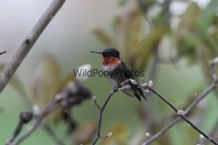 Hummingbird Photo, Pick One Image – Various Sizes