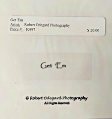«Get ‘Em» Tigers #10997 by Robert Odegard Photography Art Print11″x14″ Fantasy
