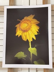 Landscape photograph- Yellow Sunflower 8.5×11