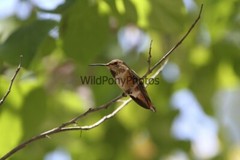 Hummingbird Photo, Pick One Image – Various Sizes