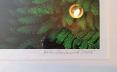 ORIGINAL ART PHOTOGRAPHY, ONE-OFF: ‘HERON ROCKS FERNS’, JOSH GRUNEWOLD 2005