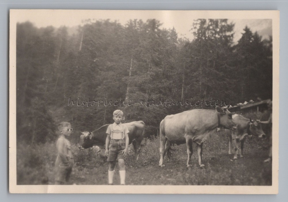 Mittenwald 1950 – Kälberalm Young Cows – Old Photo