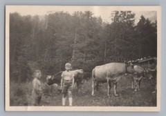 Mittenwald 1950 – Kälberalm Young Cows – Old Photo