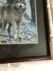 «WOLF EARLY WINTER SNOW» OPEN EDITION FRAMED PHOTOGRAPH BY CHET DOWELL