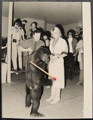 Young gorilla with Kurt Walter and actress? Berlin Zoo Large Photo