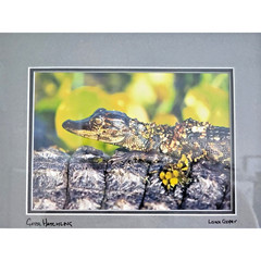 Lance Cooper «Gator Hatchling» Framed Wildlife Photo Print Signed 11″ x 8.5″