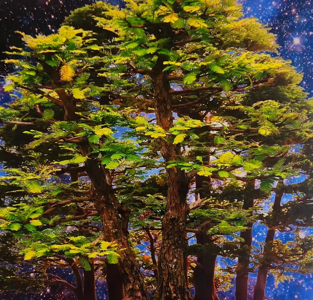 David Harrison Digital Photography Acrylic Art Chicago Botanic Garden Bonsai ’17