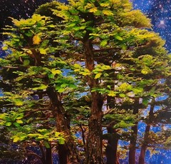David Harrison Digital Photography Acrylic Art Chicago Botanic Garden Bonsai ’17