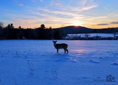 Digital Image Picture Photo Wallpaper Background Desktop Art Deer Catskills NY